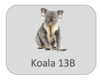Koala